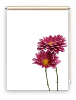 Rollo Astern rechts, Rollo, Motivrollo, Rollo mit Druck, Fotorollo, bedrucktes Rollo, Fensterrollo,verdunkelndes Rollo, Sonnenschutz Rollo